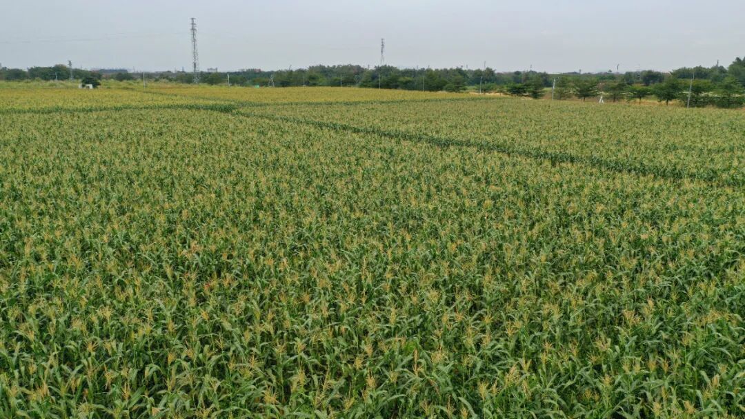 图：荒地整治后