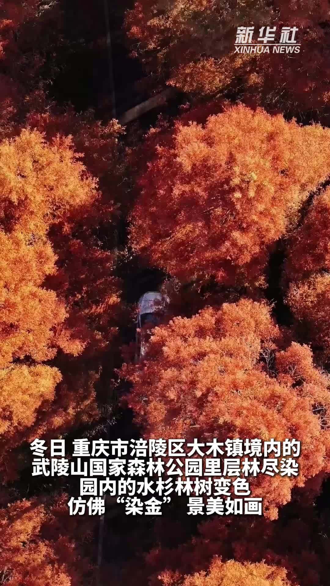 秀我中国｜武陵山森林公园层林尽染