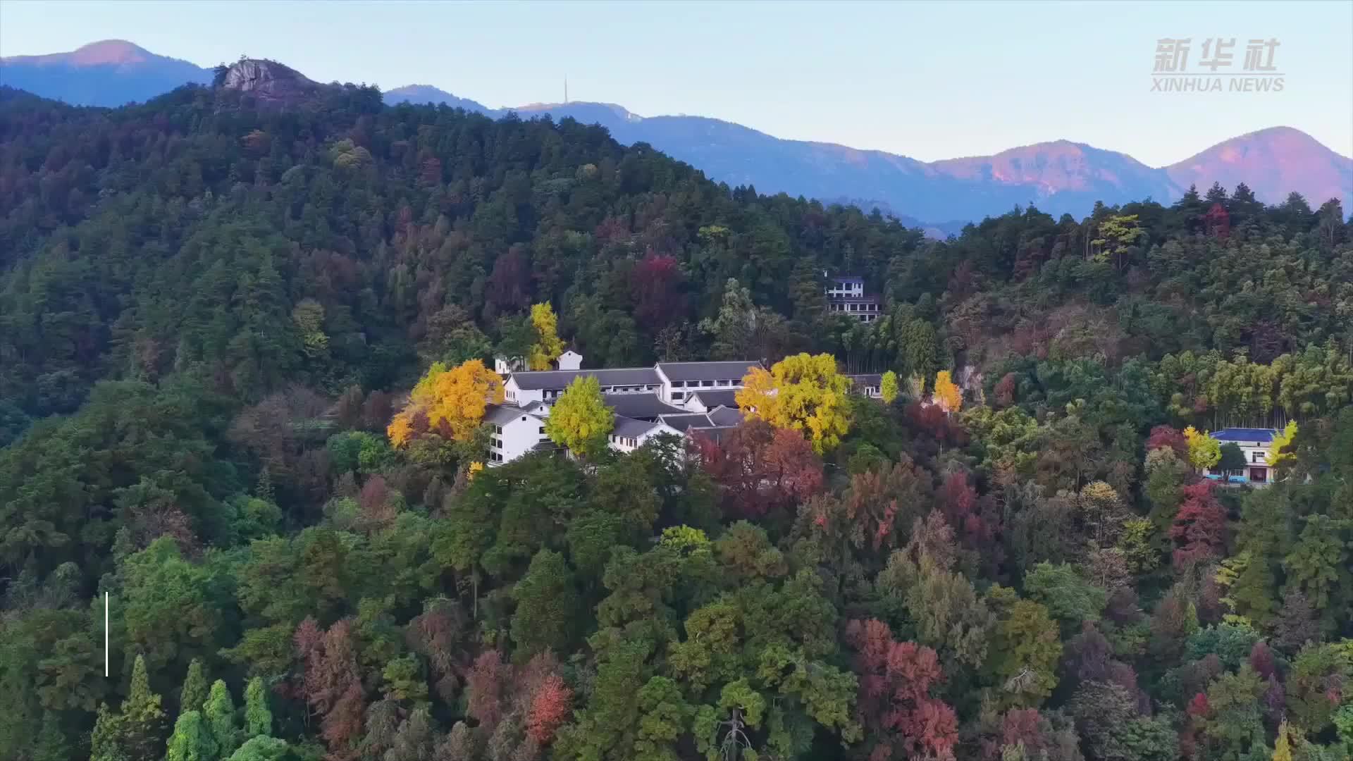 湖南南岳：千年银杏进入最佳观赏期