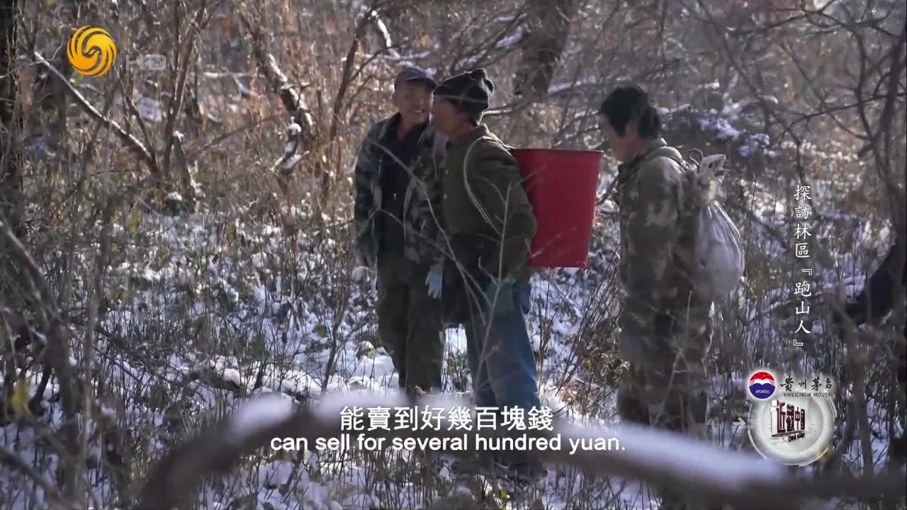 行走于深山密林，采集优质山货，老外跟随“跑山人”体验“跑山一日游”