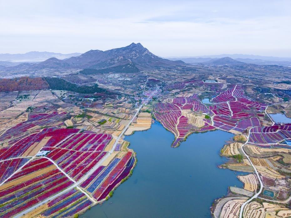 大片蓝莓园仿若大自然打翻的调色盘，深浅交织的色彩肆意铺陈。胡明刚 摄