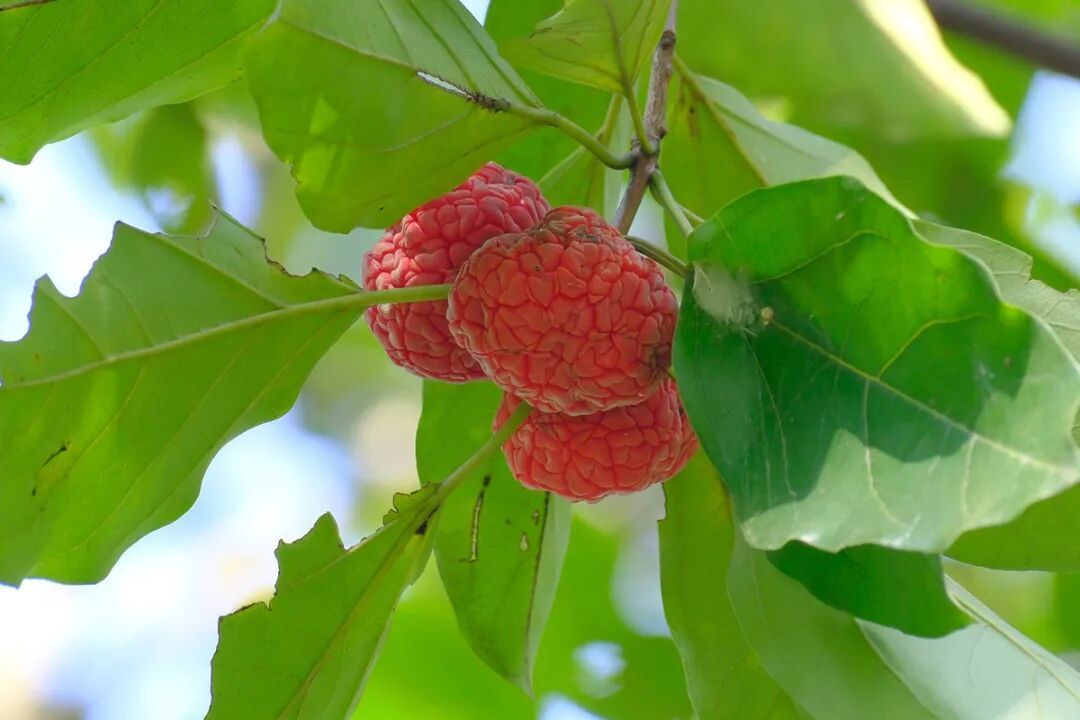 柘树的果实，张海华摄DSCF3302.jpg
