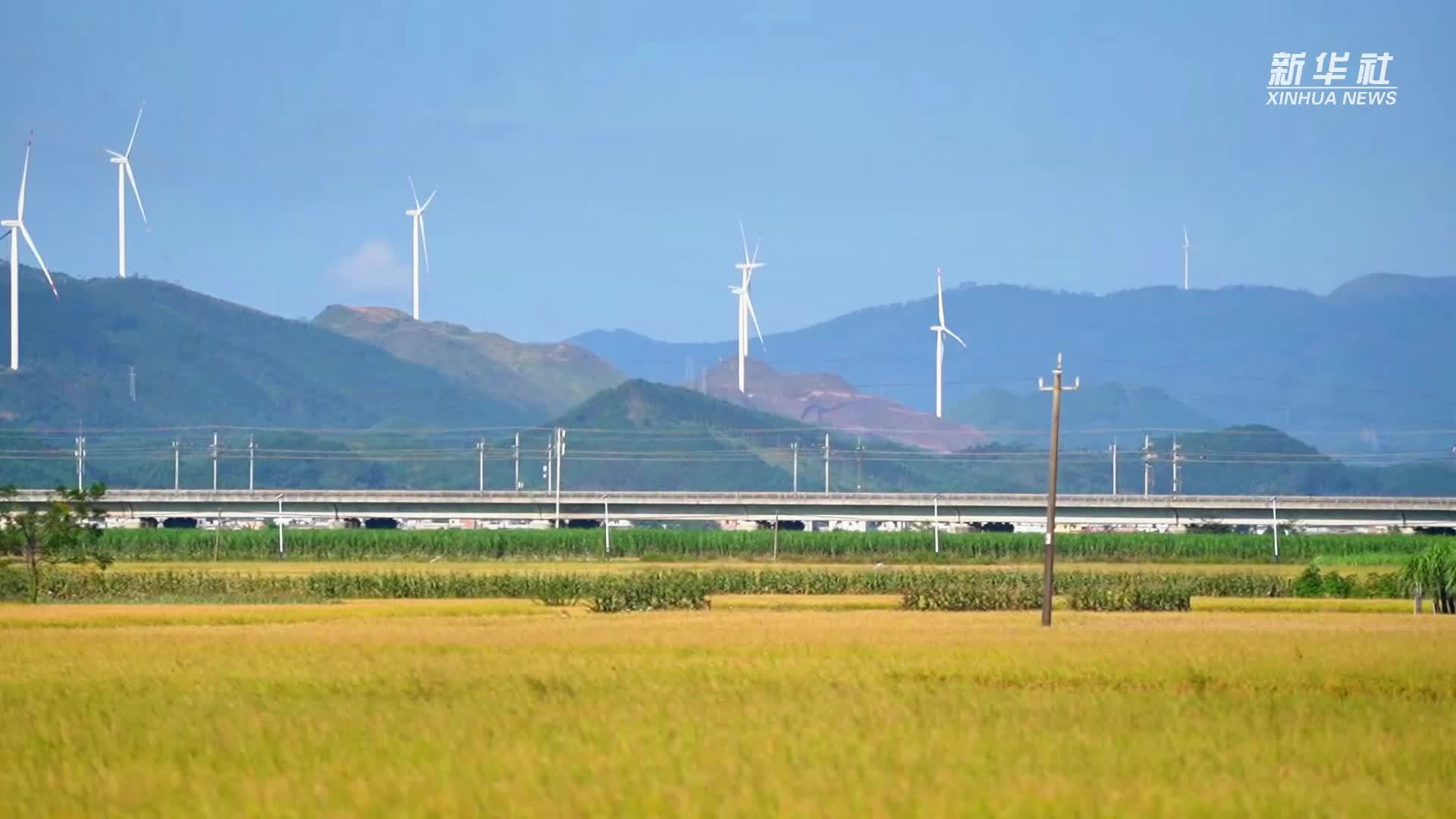 广西宾阳：万亩稻田化金毯 开镰喜迎丰收季