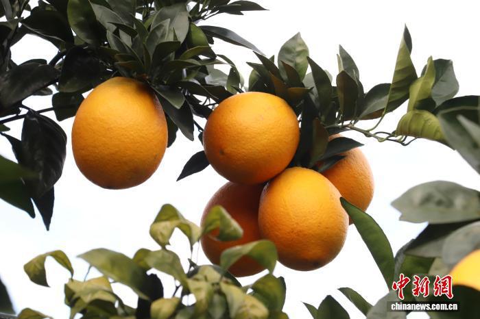 图为挂在枝头上已经成熟的赣南脐橙。 熊锦阳 摄