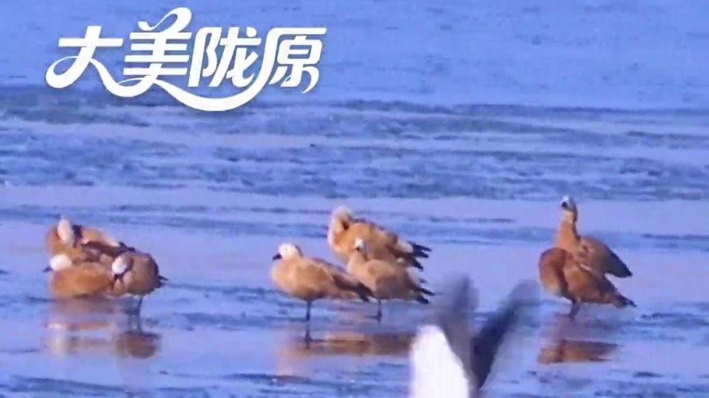 4万“天外飞仙”自带BGM演大片　冬日甘肃太好看“鸟”