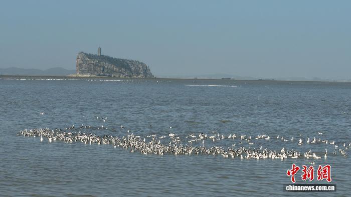 11月25日，在江西九江市湖口县鞋山水域，成群结队的候鸟在此栖息、觅食。　徐会刚 摄