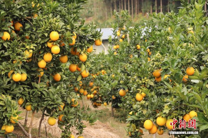 图为挂在枝头上已经成熟的赣南脐橙。 熊锦阳 摄