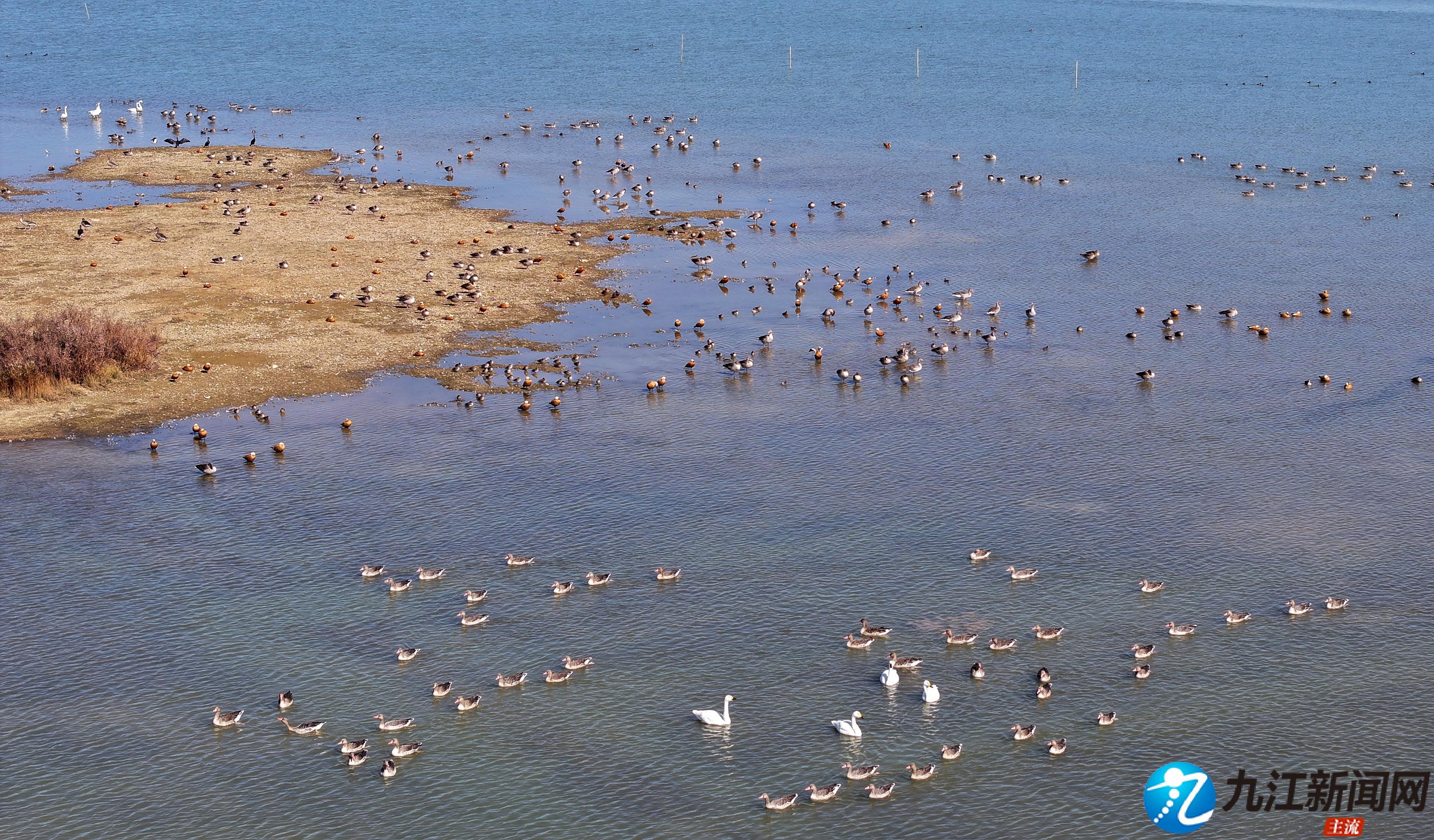 九江：生态美如画 人鸟共家园（图）