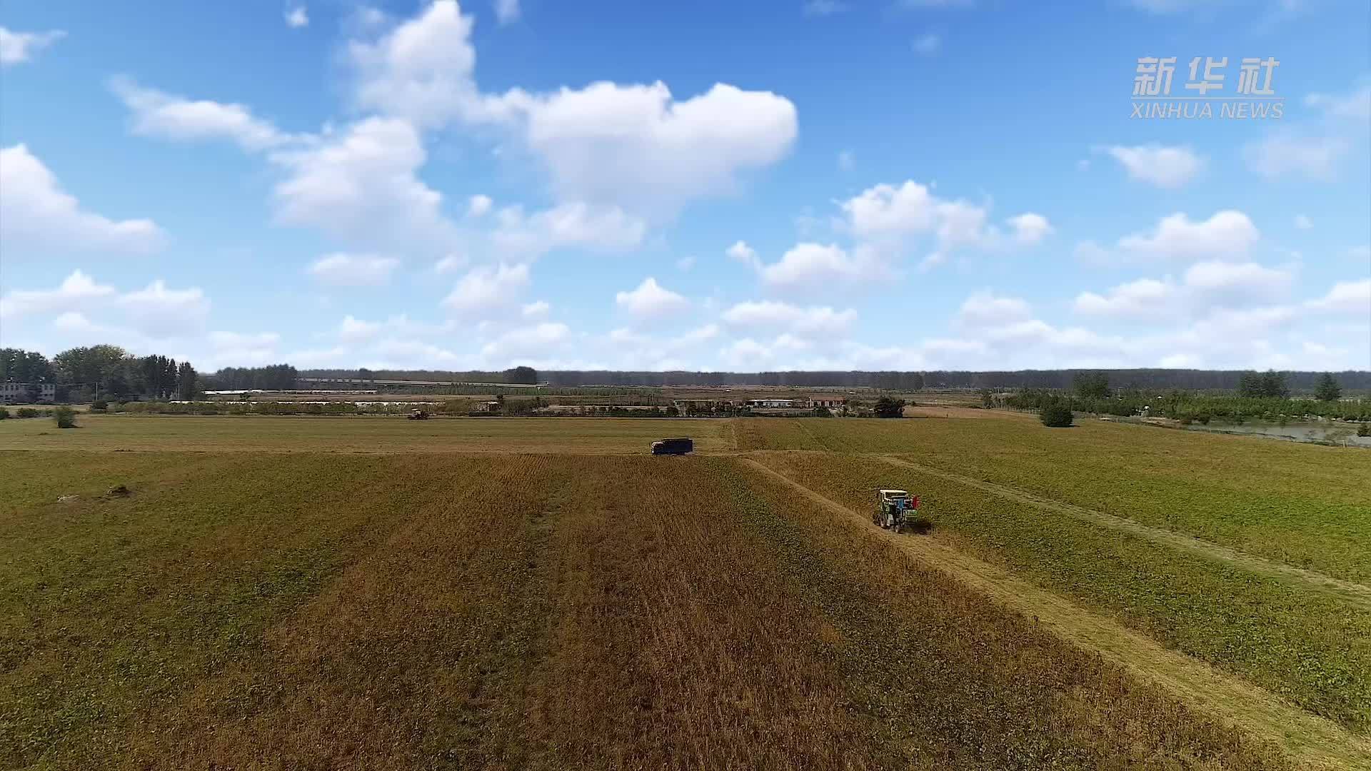 安徽宿州：核心产区育优种 电力保障护科研