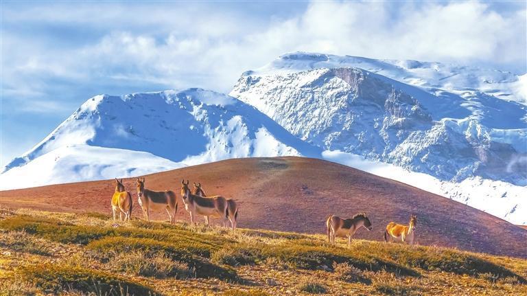 藏野驴（甘肃盐池湾国家级自然保护区）　新甘肃&middot;甘肃日报通讯员　裴正琪