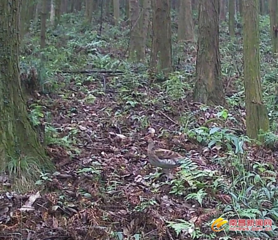 白颈长尾雉雌鸟