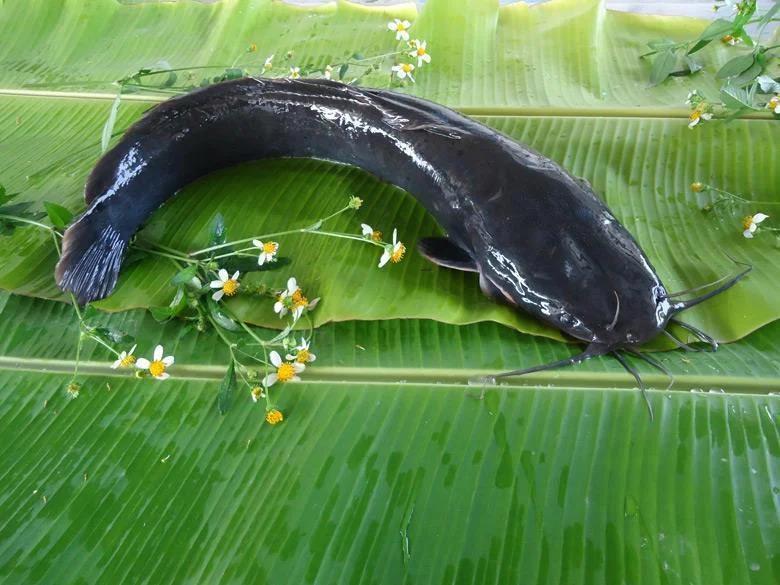埃及塘鲺资料图