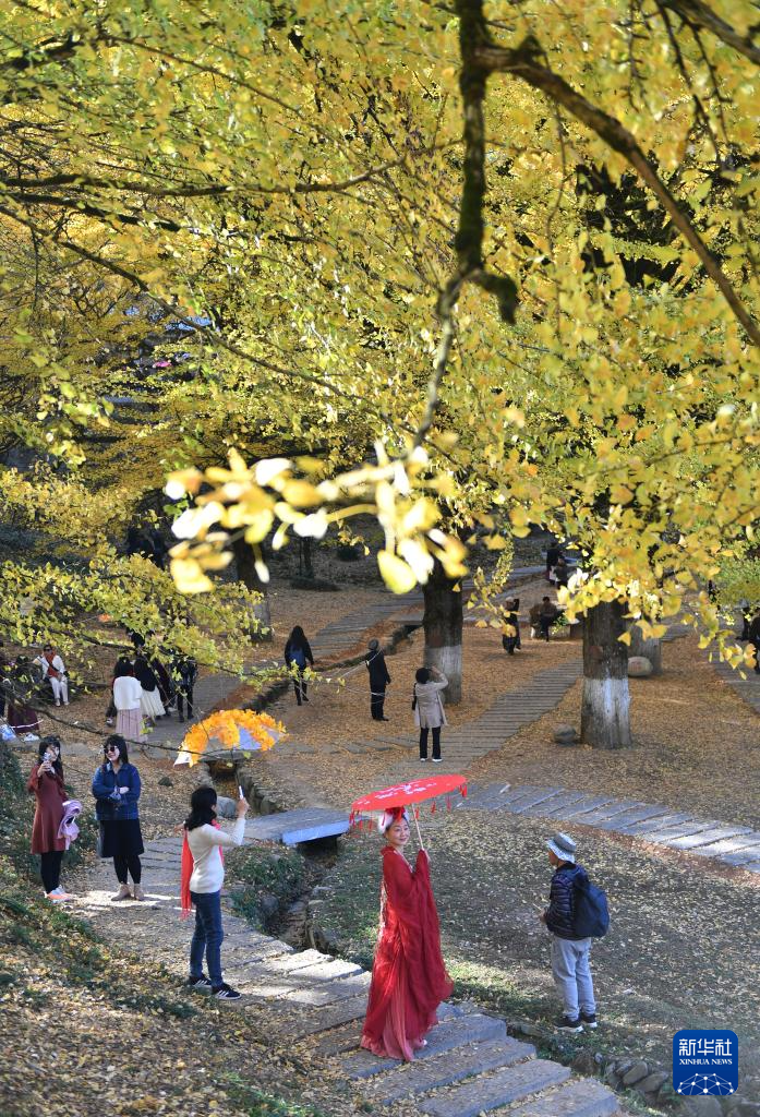 11月23日,游客在桐子坳村银杏林中游览拍照。新华社记者 赵众志 摄