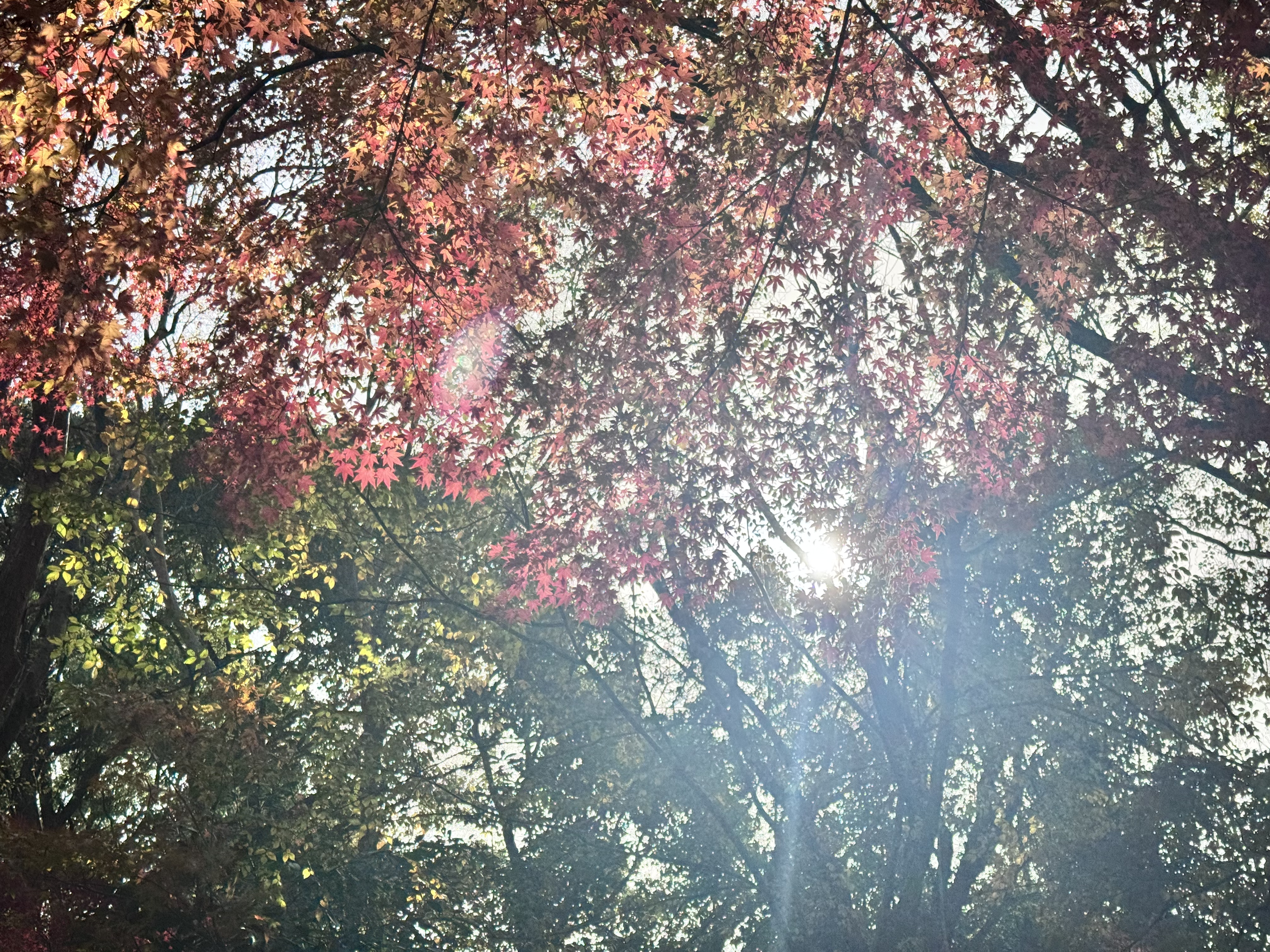 冬日里的斑斓盛宴！快来南京中山植物园打卡红叶展