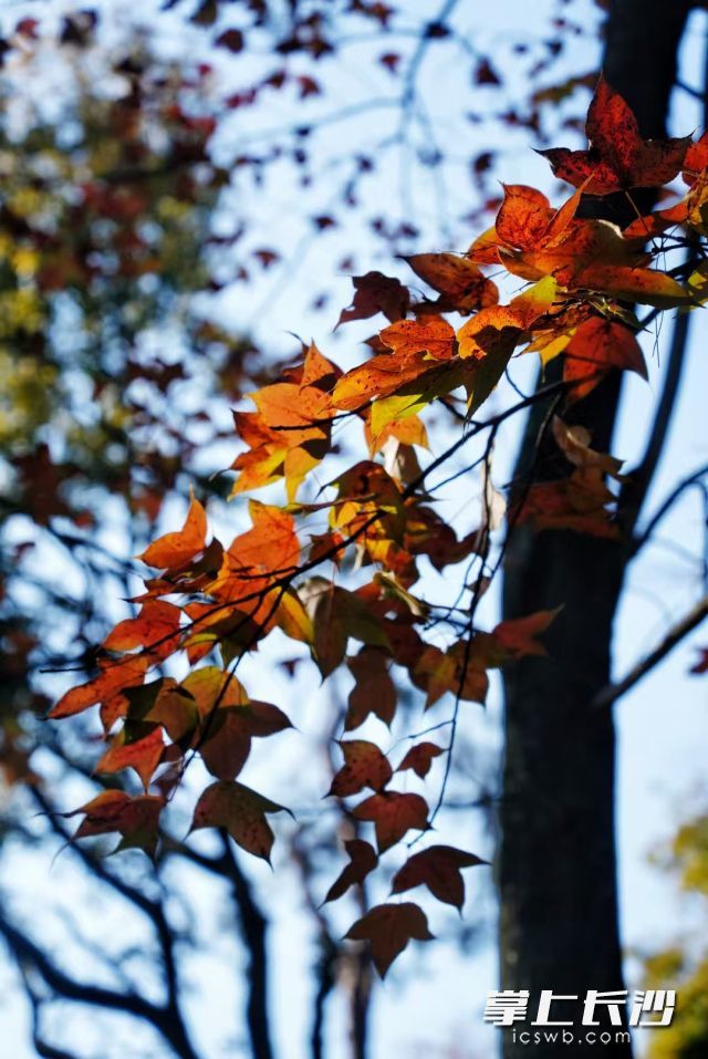 秋高气爽,正是赏秋观叶的绝佳时机。 均为长沙晚报全媒体记者 舒元臻摄