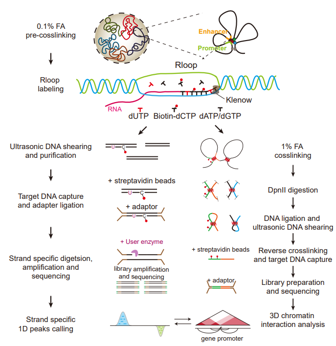 Hi-Coatis技术流程图