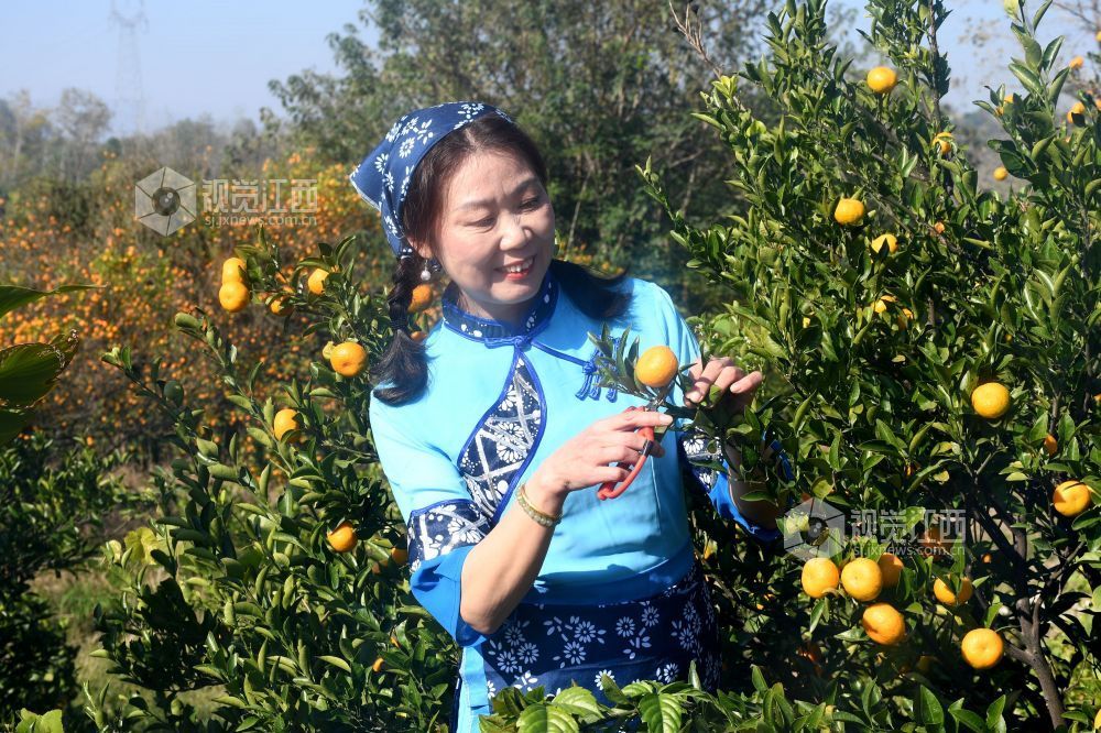 2025年11月22日，在江西省抚州市南丰县洽湾镇桃源村蜜橘园里，游客穿着整齐划一的村姑服装采摘蜜橘，感受丰收的喜悦。