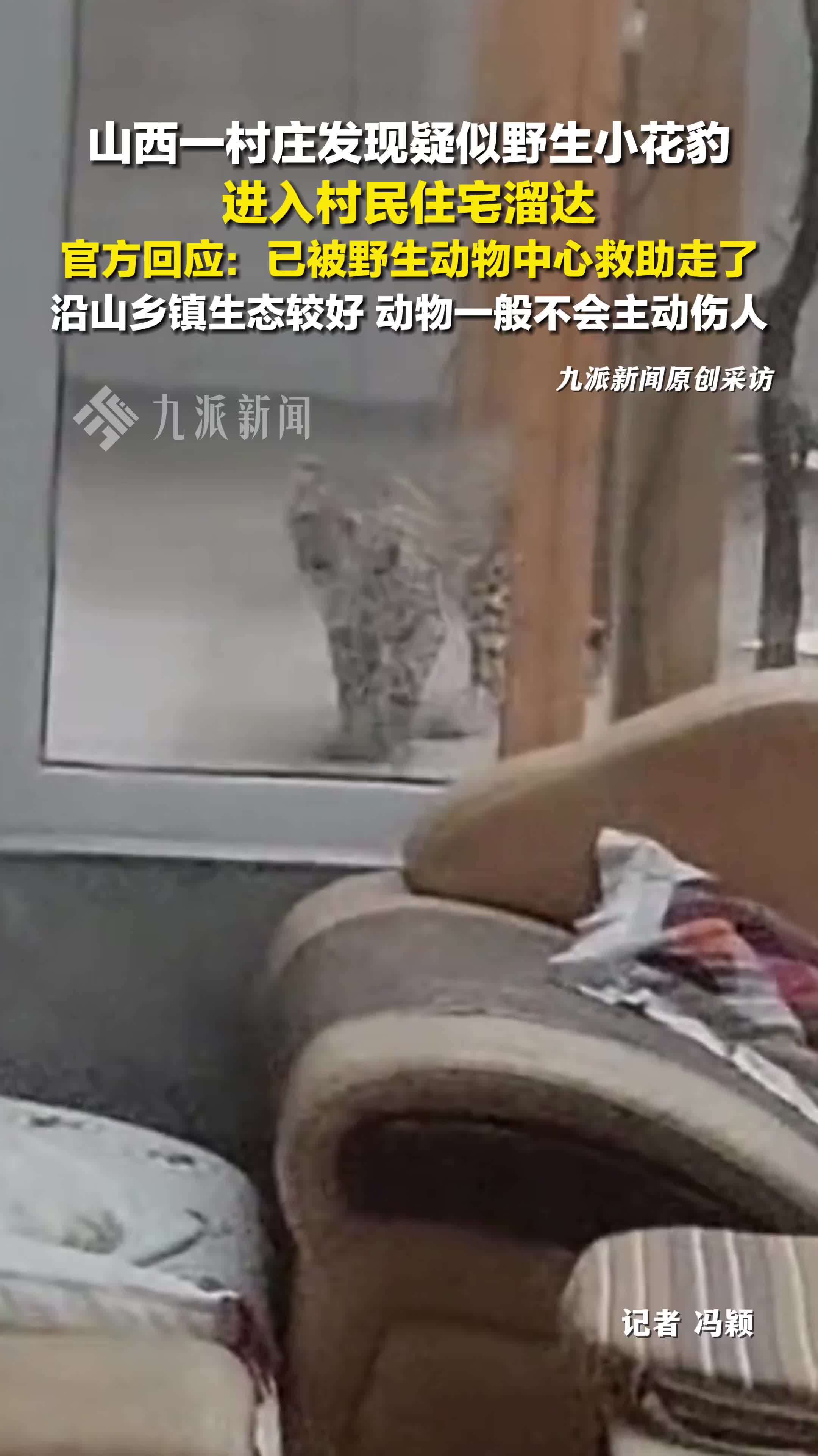 官方回应野生小花豹进村民家：已经被救助走了，身体状态没问题