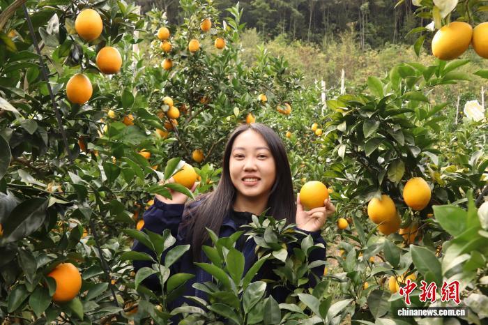 游客正在展示亲手采摘的赣南脐橙。 熊锦阳 摄