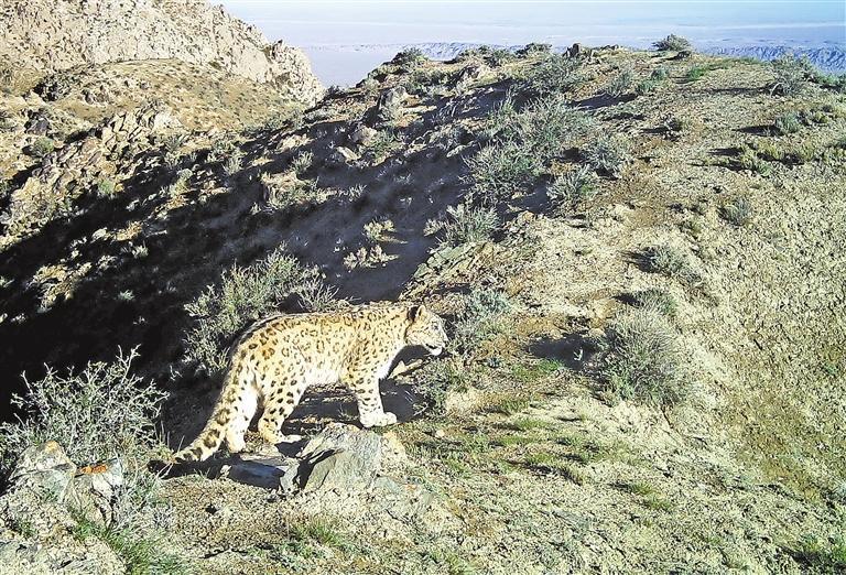 雪豹（甘肃安西极旱荒漠国家级自然保护区）　新甘肃&middot;甘肃日报通讯员　孙瑶