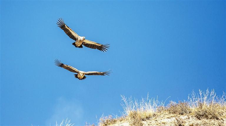 秃鹫（肃南县境内）　新甘肃&middot;甘肃日报通讯员　周忠