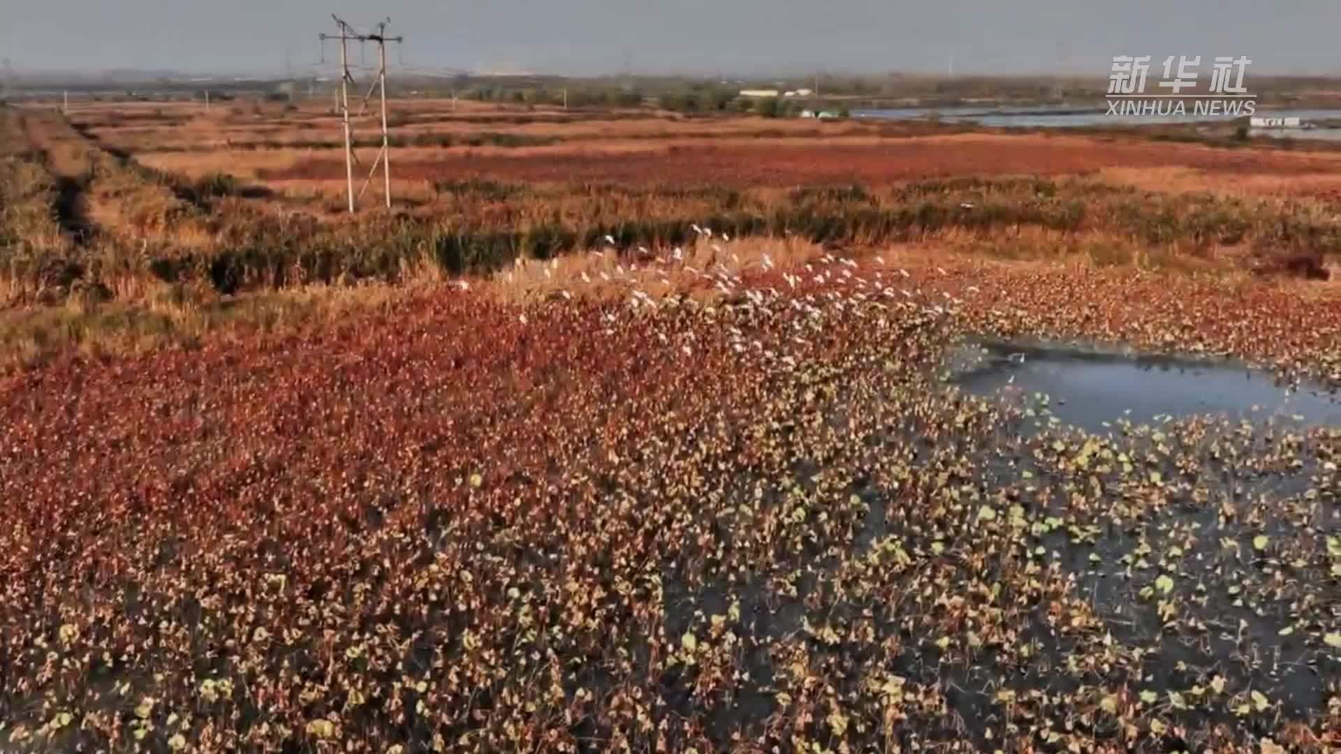瞰中国｜山东兰山：冬日的荷塘画卷