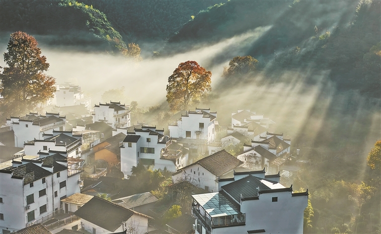 婺源县：晨雾枫影 水墨天成（图）