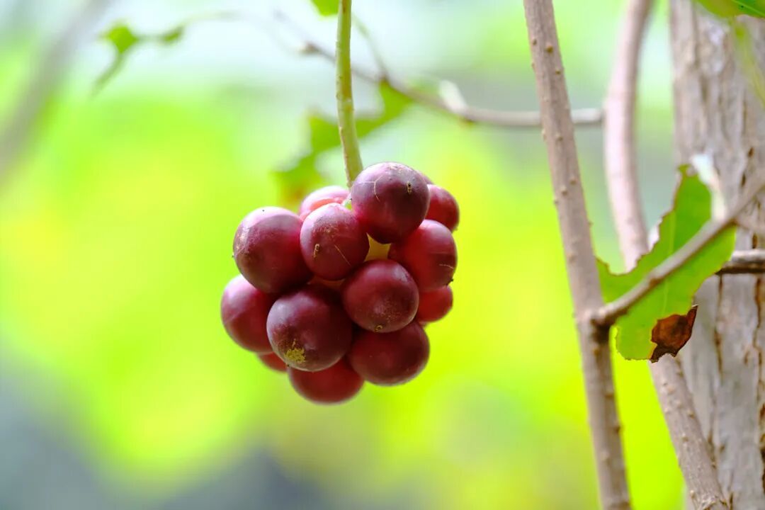 南五味子。张海华摄DSCF9521 (1).jpg