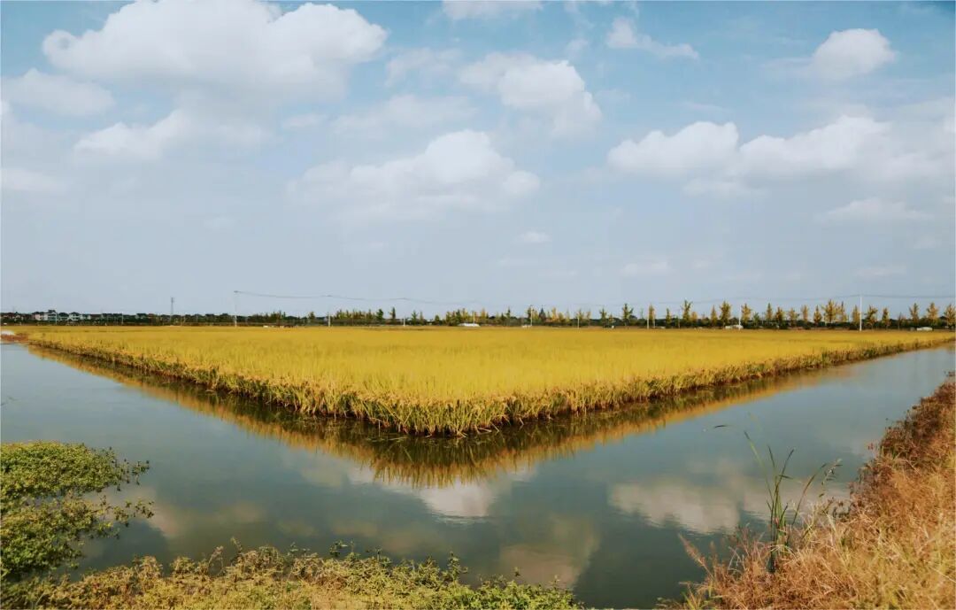 一田双收，稻香虾肥！就在余姚这些地方