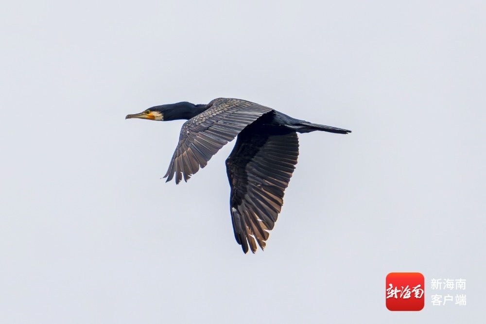 海口观鸟爱好者刘欢 摄
