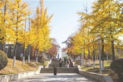 鹰潭：银杏披金迎冬 缤纷美景引客（图）