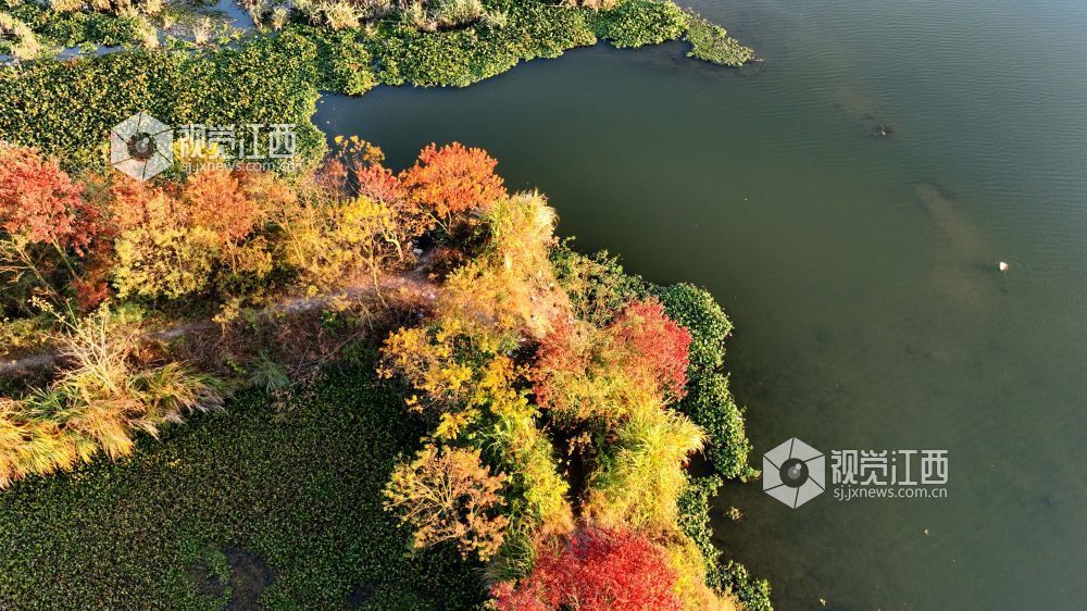 河堤上的乌桕树在阳光映照下红艳似火、灿黄如金,宛如一幅五彩画卷,美不胜收。