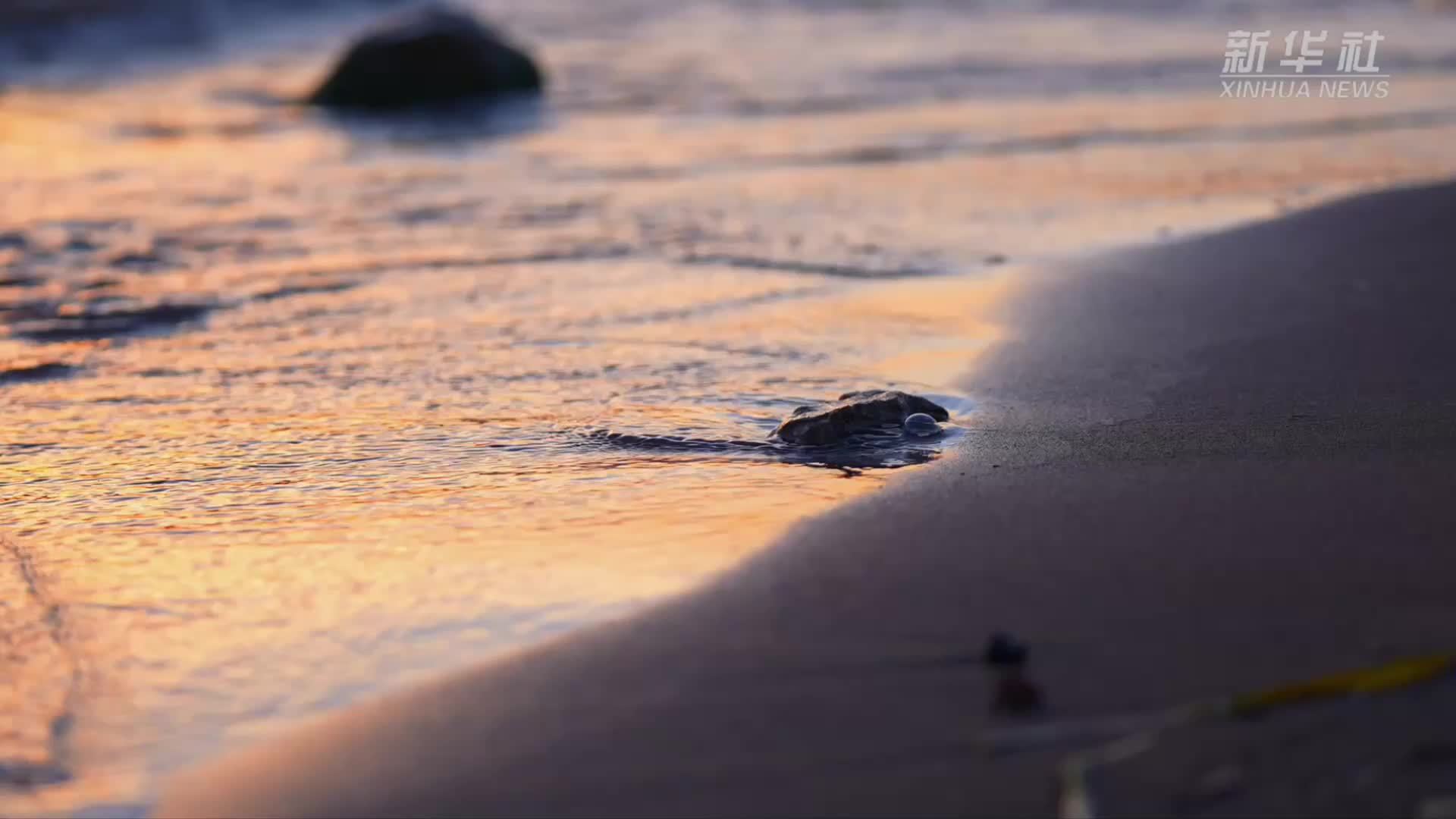云南抚仙湖：冬日芦花迎夕照