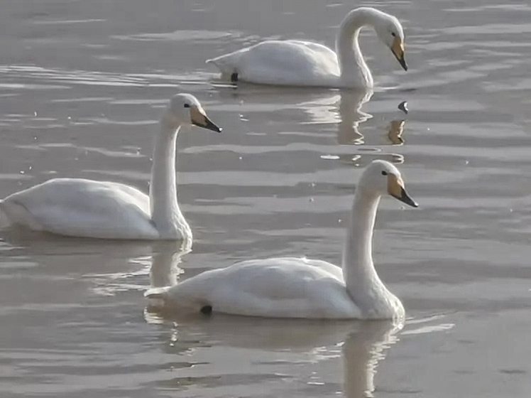 白天鹅游弋戏水