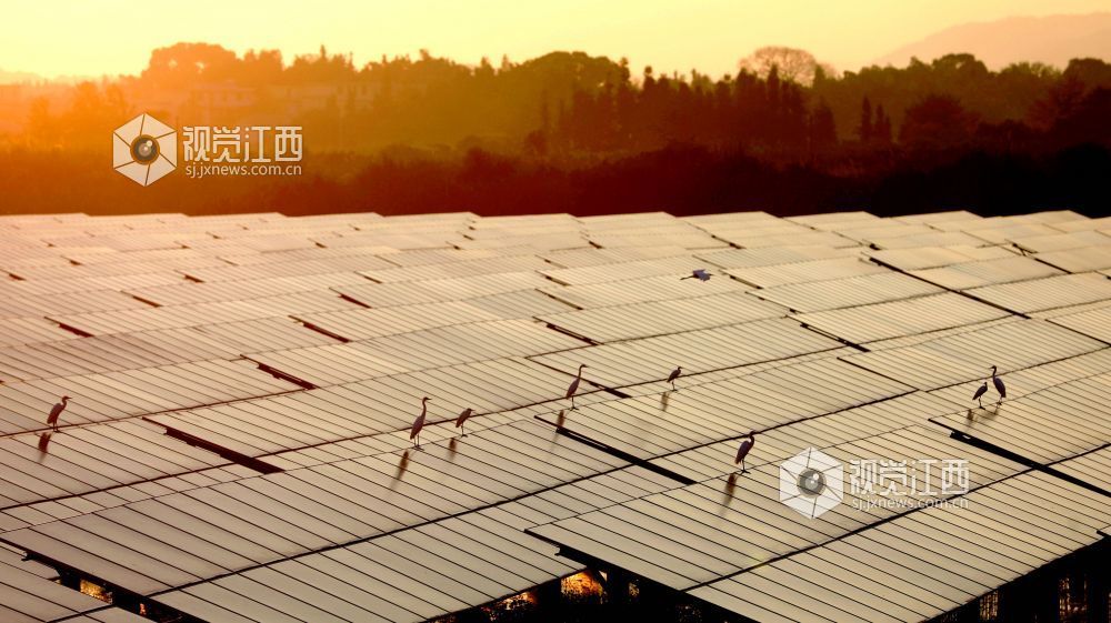 光伏板在清晨霞光下熠熠生辉,犹如一首美丽和谐的“渔光曲”。
