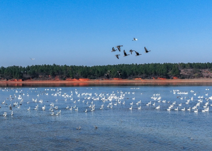 冬日限定！进贤天鹅小镇化身 “候鸟乐园”