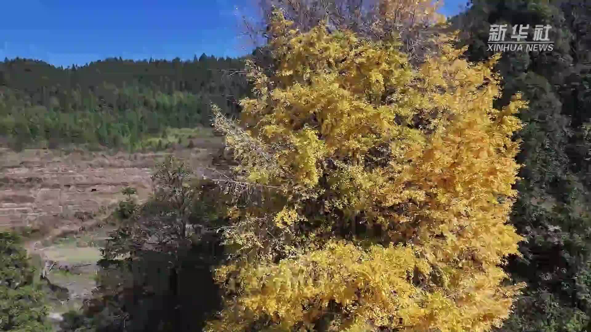 江西永丰：八树同根千年银杏绽“金冠”