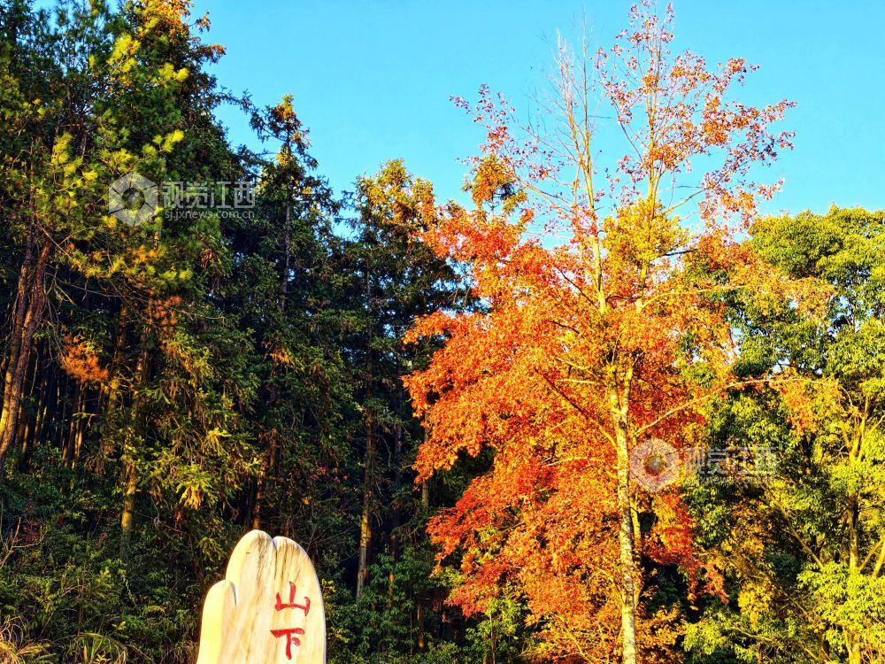 2025年11月29日，江西省分宜县山下实验林场小微湿地，在阳光的映照下，树木生机盎然、树叶色彩斑斓，与蓝天碧水共同构成一幅自然和谐的生态画卷。