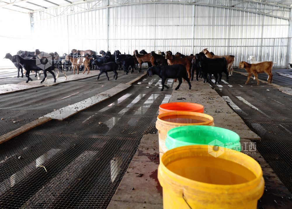 2025年11月30日,江西省分宜县杨桥镇观光村大马士革山羊养殖基地,养殖户在清理羊圈。