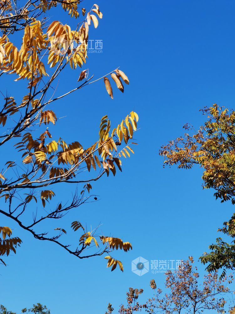 树叶被染成了五彩斑斓的颜色。