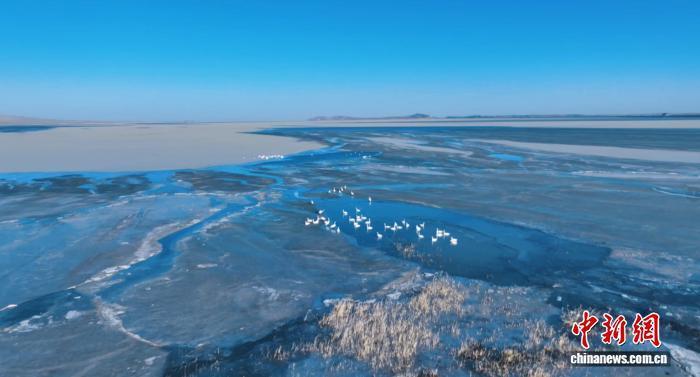 图为红崖山水库栖息的候鸟　富承璘　摄
