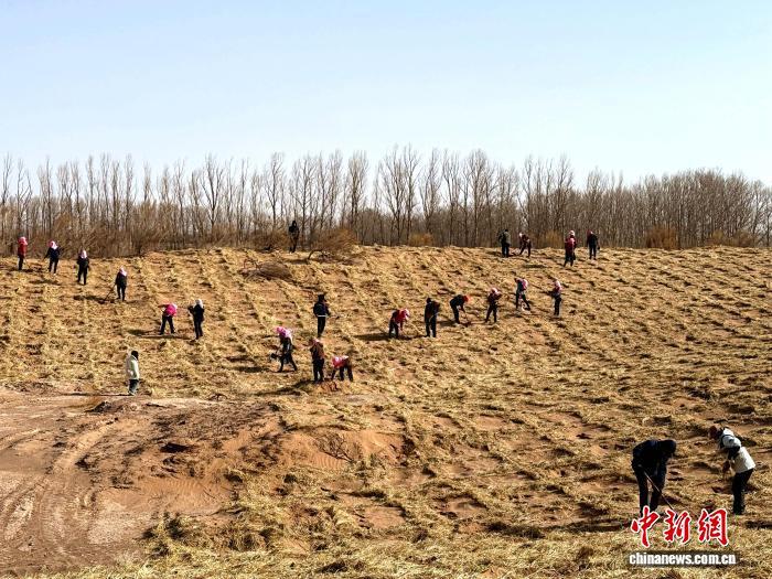 图为民勤县四方墩生态林基地，大学生志愿者治沙造林现场。（资料图）　马爱彬　摄