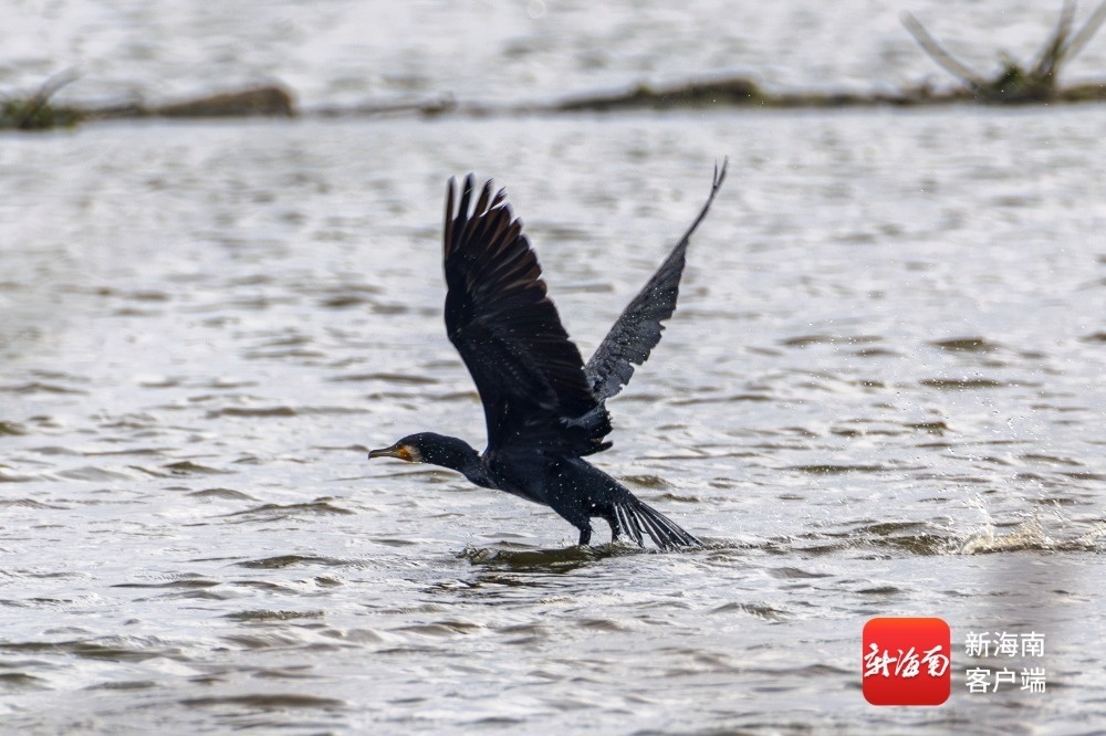 海口观鸟爱好者刘欢 摄