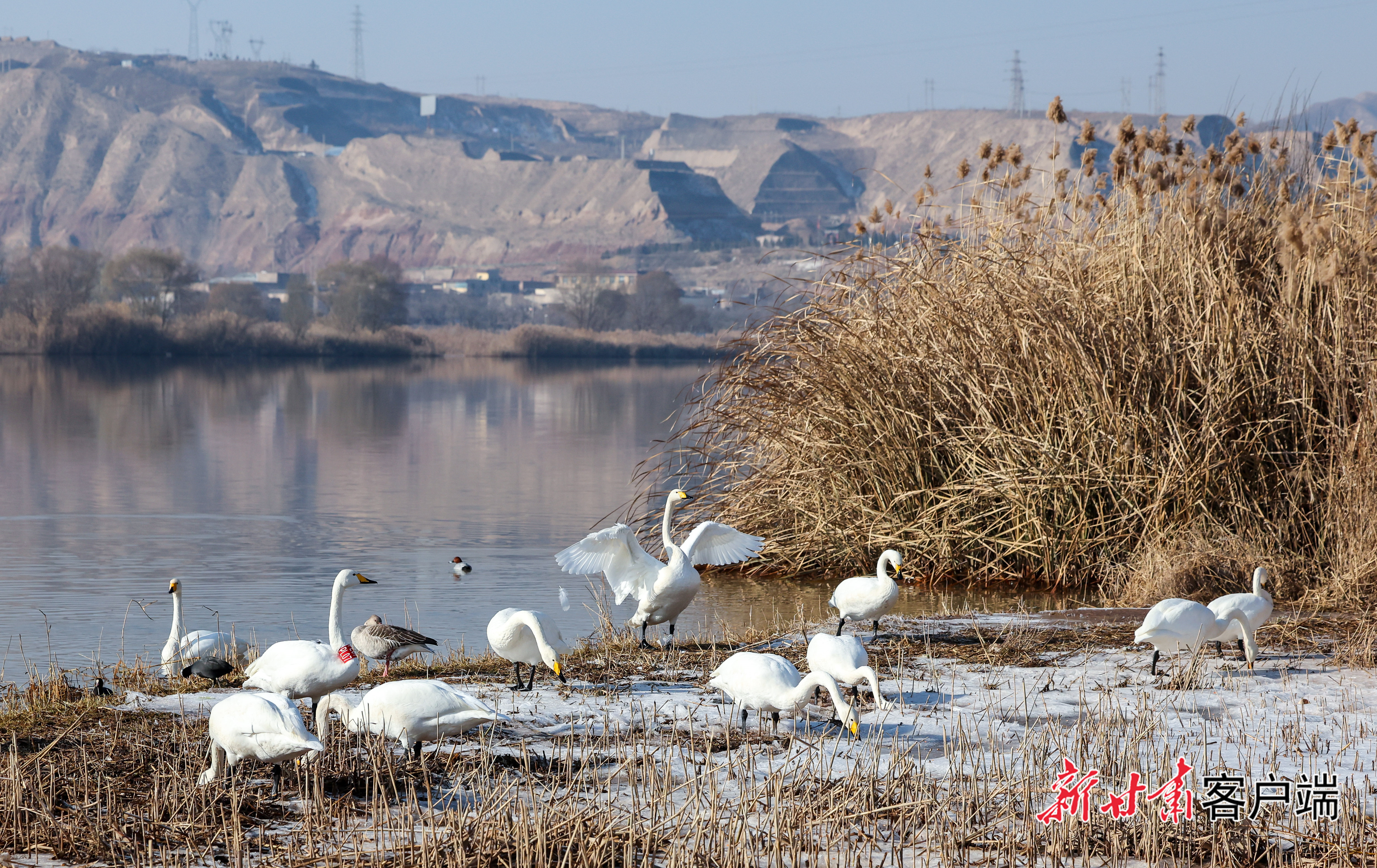 天鹅组团来兰过冬