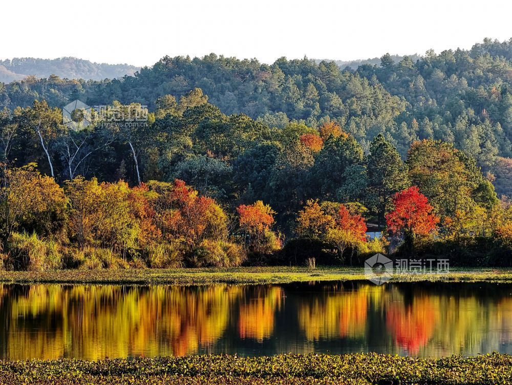 河堤上的乌桕树在阳光映照下红艳似火、灿黄如金,宛如一幅五彩画卷,美不胜收。