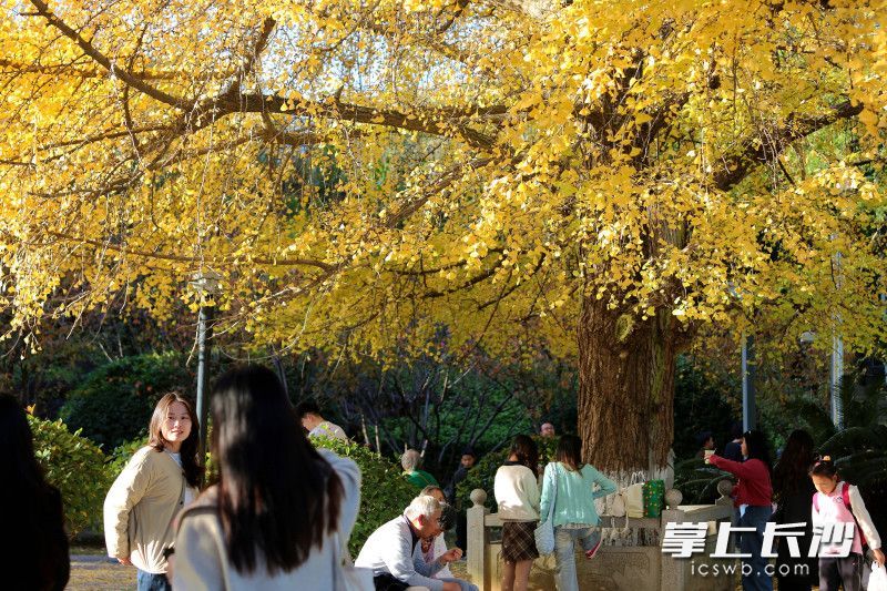 百年银杏树是公园的“镇园之宝”之一。