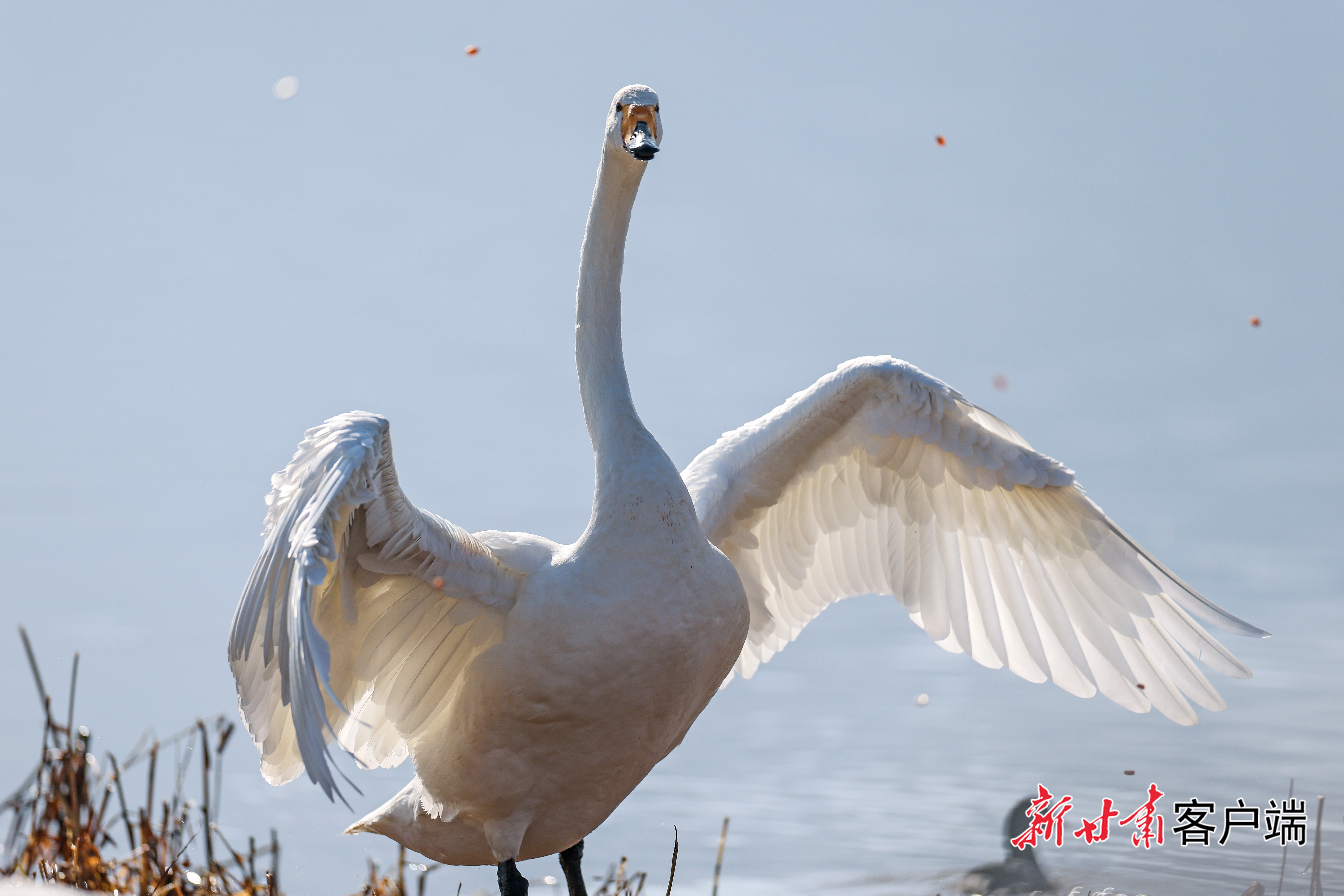 天鹅组团来兰过冬