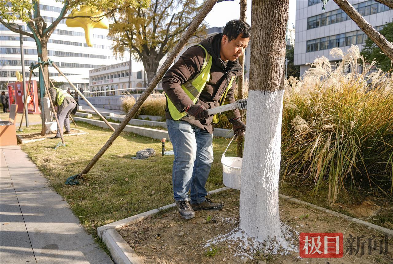 汉阳园林养护人员正给树木刷上涂白剂