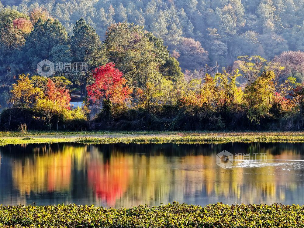 河堤上的乌桕树在阳光映照下红艳似火、灿黄如金,宛如一幅五彩画卷,美不胜收。