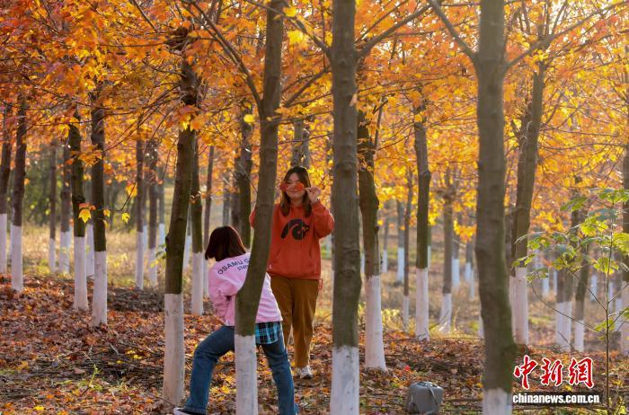 武汉江夏红枫林吸引游客观赏